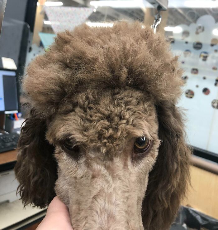 My Mom Decided To “Trim Him So He Could See”. Y’all I Looked Her Dead In The Eyes And Said “What Happened?”