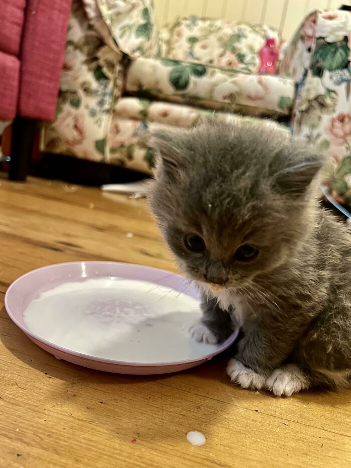I Just Adopted An 8 Week Old Kitten For Our Family, How Do I Give It It’s Best Life?