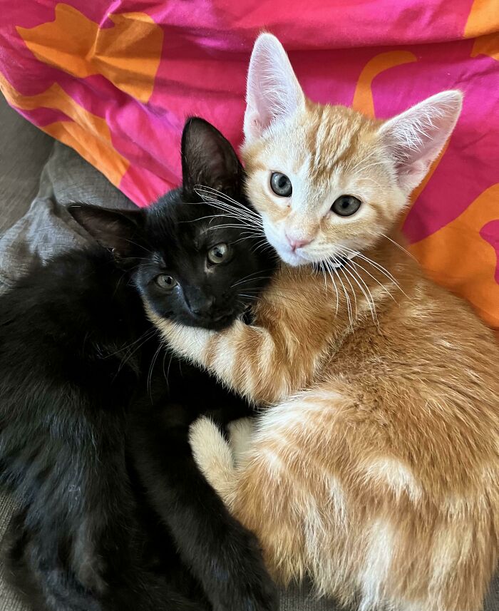 Meet Jake & Finn. My Newly Adopted Brothers That Have Stolen My Heart!