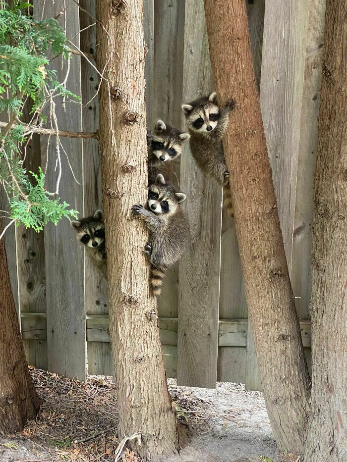 Familia de mapaches en mi patio