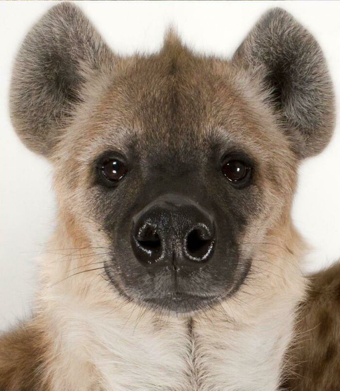 I Have Been Told Hyenas Are Ugly, But Does This Look Ugly To You?