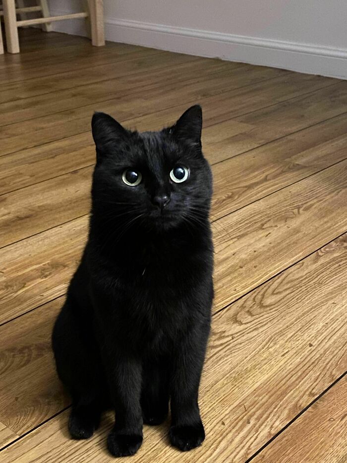 This Is Ollie ( 5 Years Old). Anyone Else Have A Soft Spot For Black Cats? (Oc)