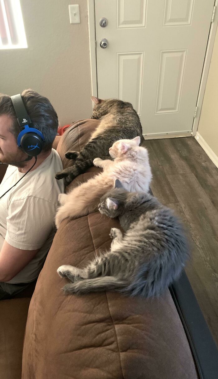 Recently Discovered My Cats Prefer To Sleep Behind My Gaming Husband Rather Than With Me In Bed