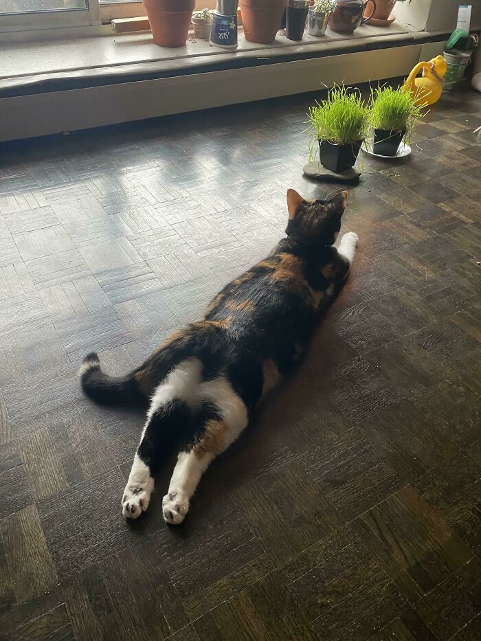 She Makes Me Giggle Every Time She Sploots—look At Those Feets