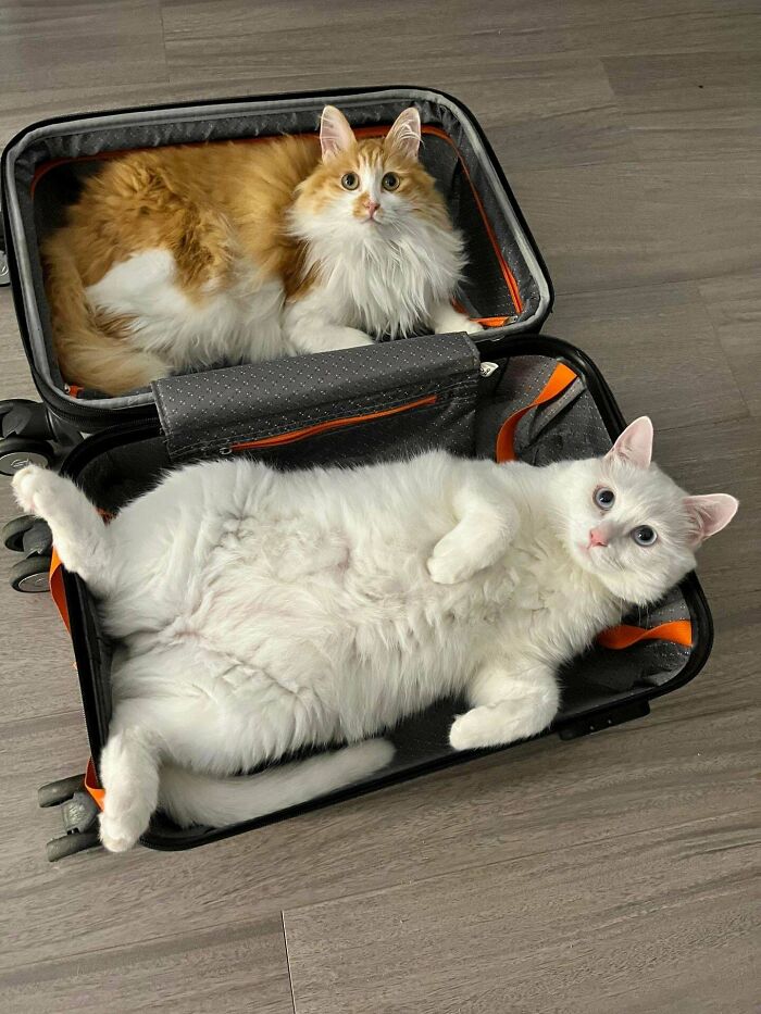 ¿Es la maleta demasiado pequeña?