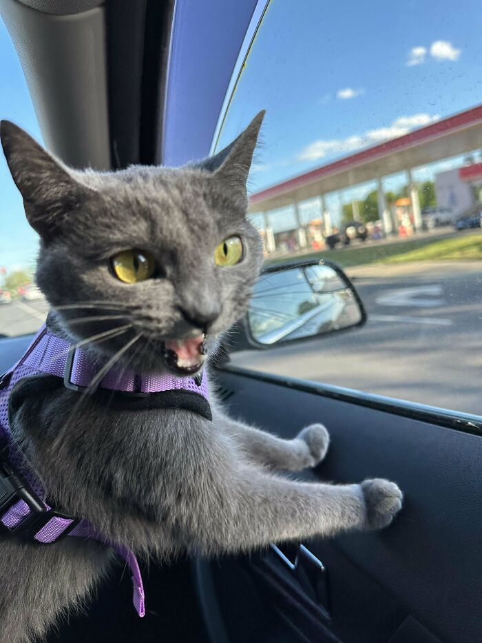 Violet’s First Car Ride: Mixed Results