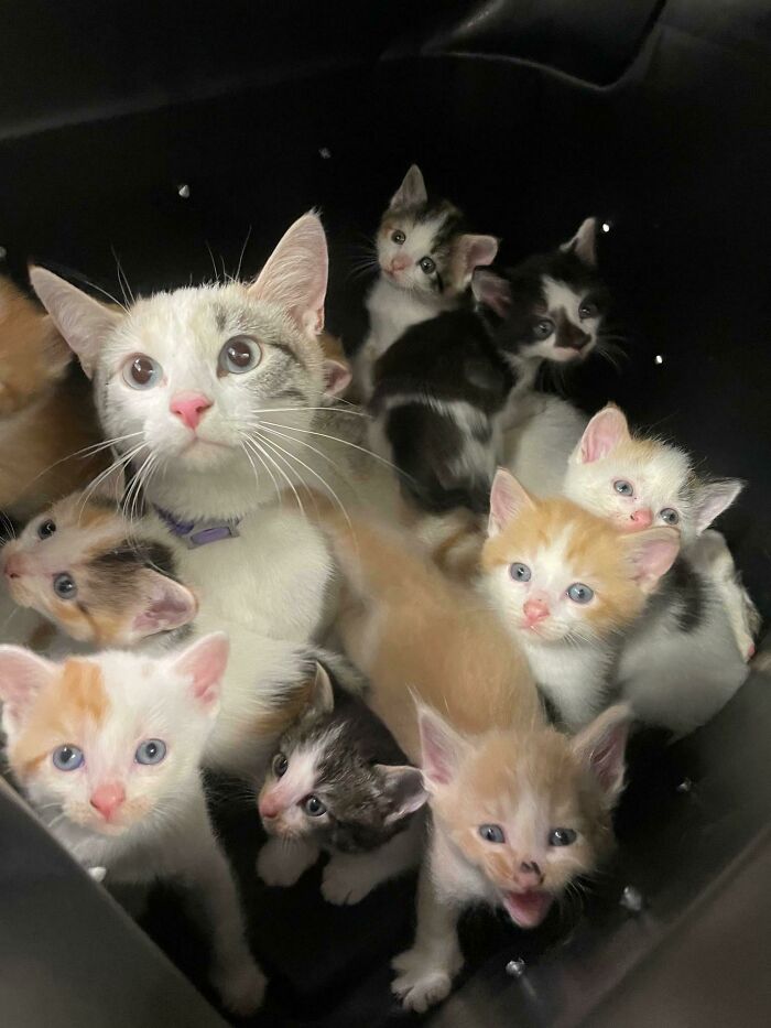 Local Shelter Picked Up This Momma And Her Gang Of 11 Criminals
