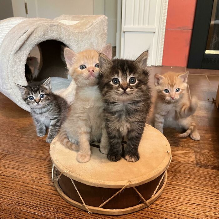 Prison Band! Doc, Flop, Nike And Flip Have Decided To Use Their Incarceration Time To Form A Band. Unfortunately, They All Want To Be On The Drums!