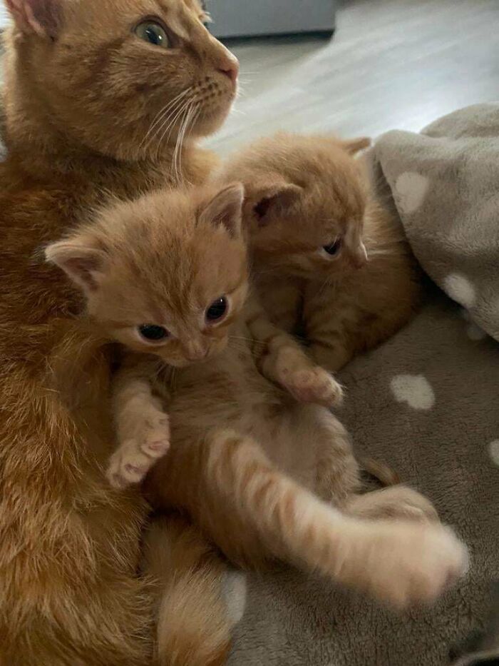 Little Ginger Pumpkin Criminals