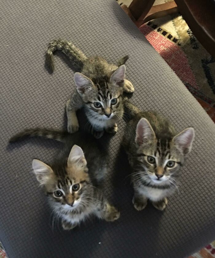I’m Fostering These 3 Bad Boys. Don’t Let Those Innocent Faces Fool You