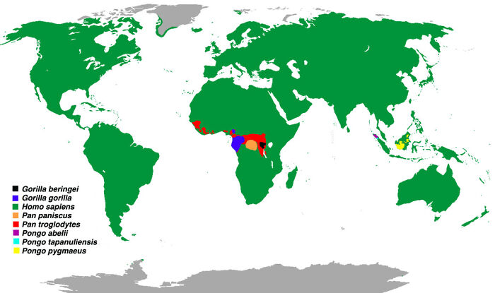 Ranges Of All Great Ape Species (Wikipedia