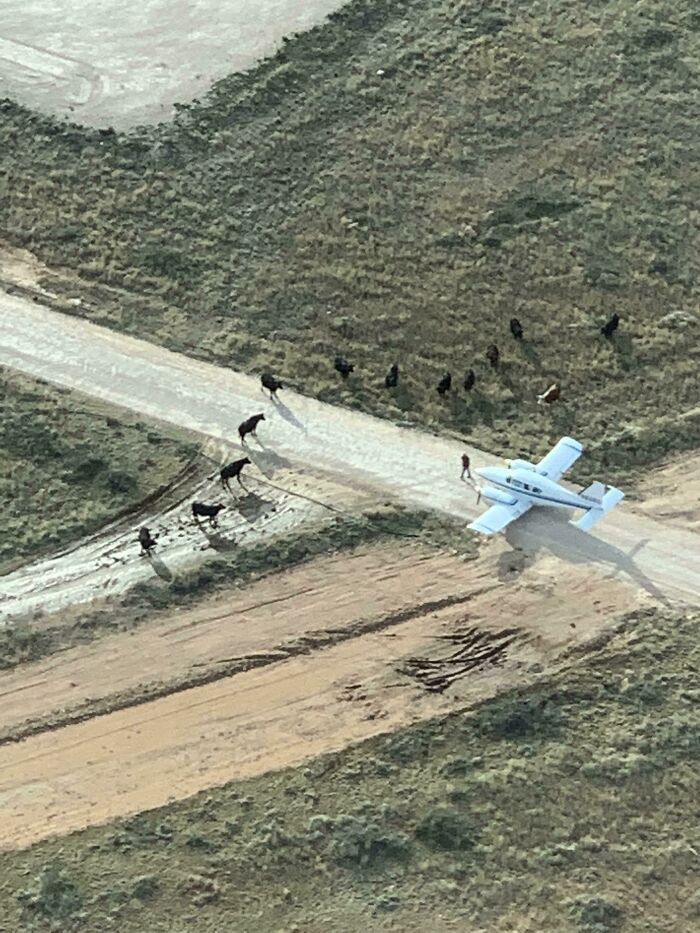 I’m A Student Pilot, Heard Emergency Landing Over The Radio, So We Went To Find Him. He Ran Out Of Fuel 3 Miles From Maf. Couldn’t Spot Him Until Cows