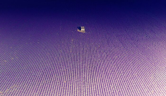 Infinite Lavender Field In Valensole, South Of France