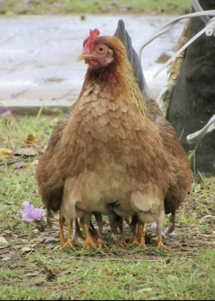 Hen With To Many Legs