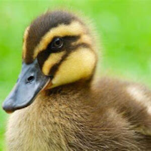 cricketandgraham avatar