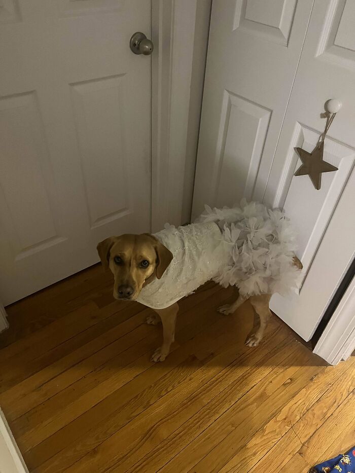 Self Drafted Dog Wedding Dress Made Out Of Bits Of A Dress I Decided Not To Wear