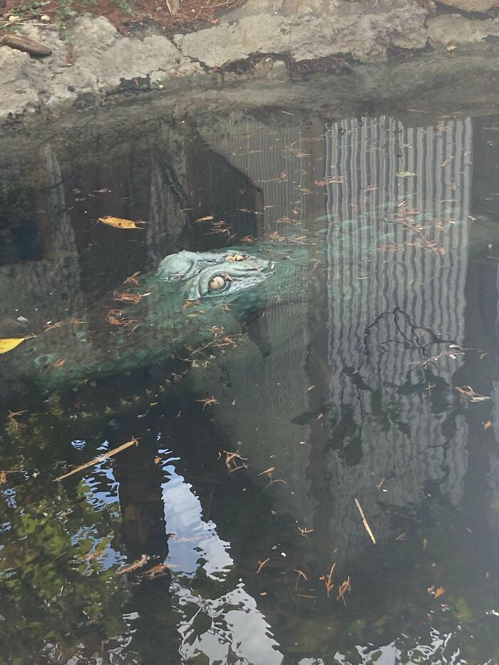 Two Crocodile Heads At Six Flags Over Texas
