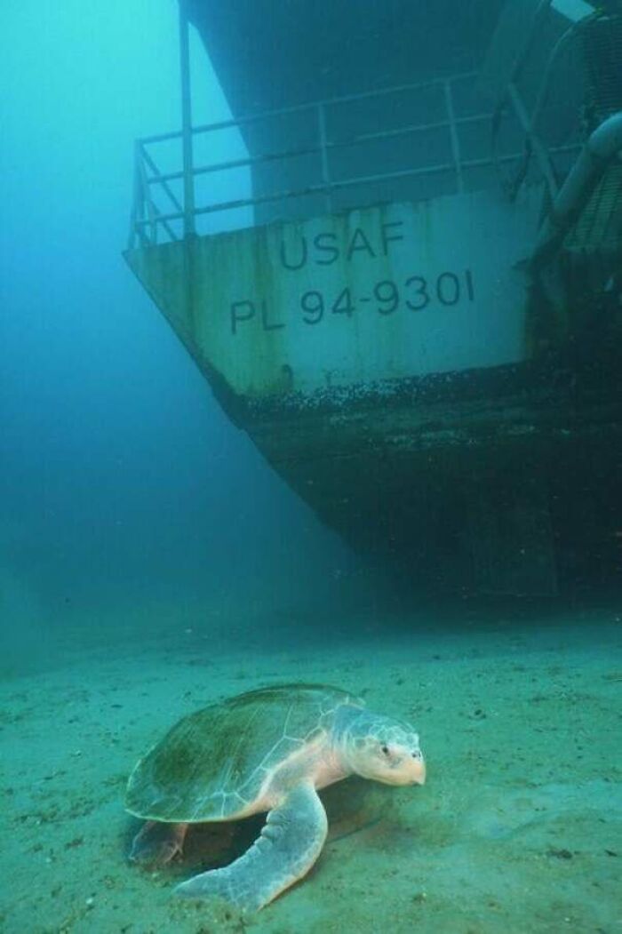 Us Air Force Ship Big Dawg Sunk Off The Coast Of Florida In 2021 As Artificial Reef