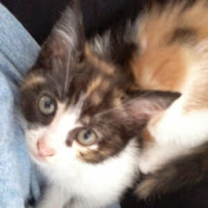 iriswilkinson avatar