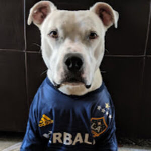 geralddouglas avatar