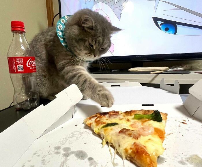 Kitty Wants To Steal The Last Slice Of Pizza
