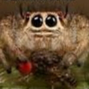 hellikittycallaghan avatar