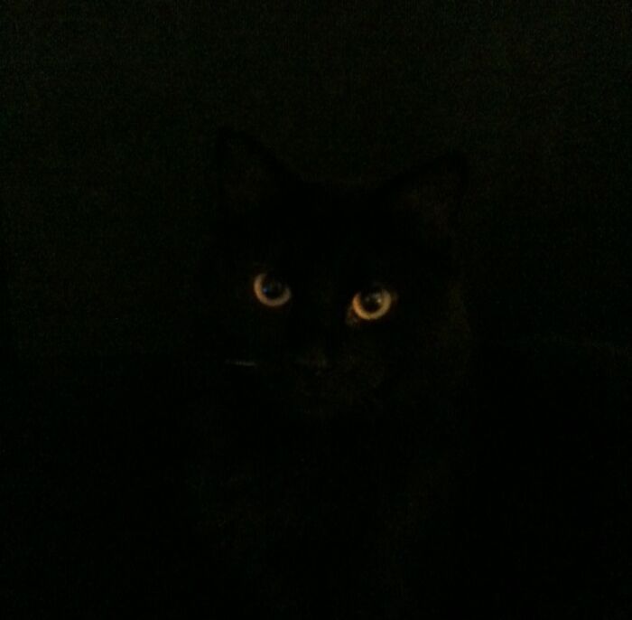 He Shadowmelds Near Open Windows At Night, Hoping To Give Me A Heart Attack