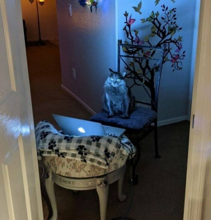 Cat Looks Like He's Researching How To Commit Homicide