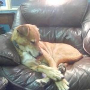 alba_van_bergen avatar