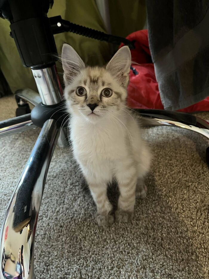 Meet New Kitten! We Need Help Deciding A Name