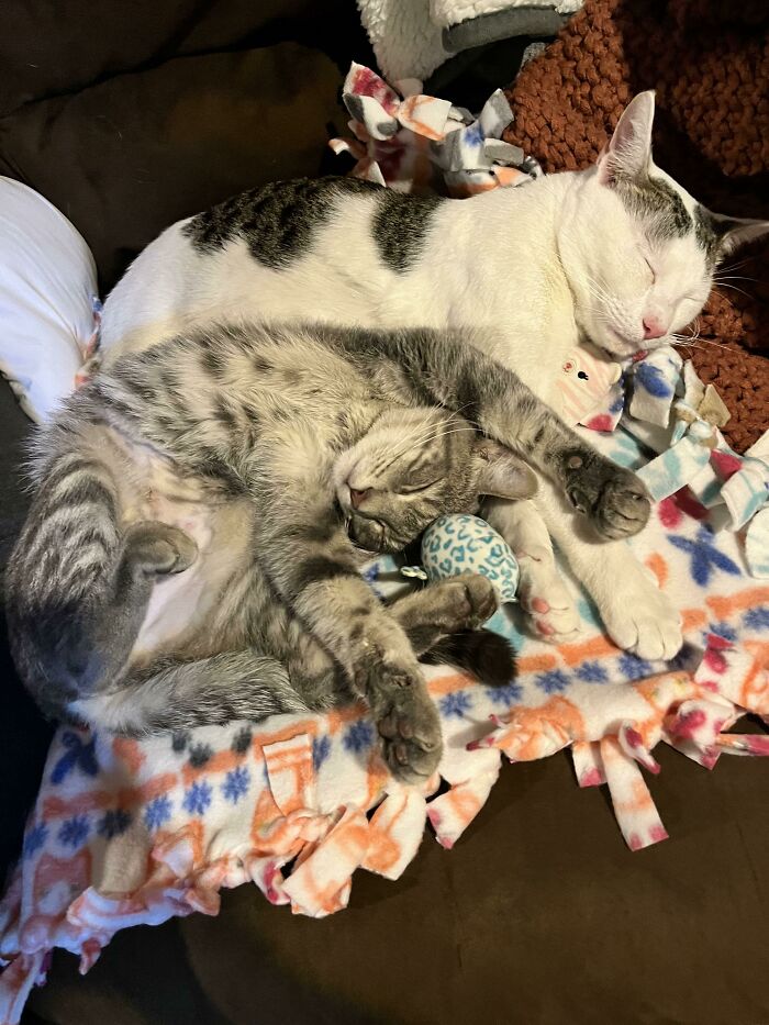 Adopted A Brother And Sister That Were Left At A Truck Stop