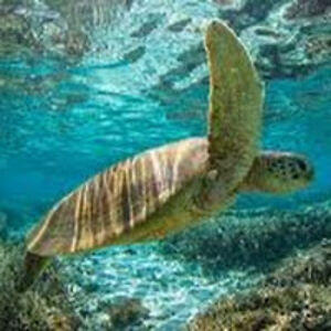 summersunshine avatar