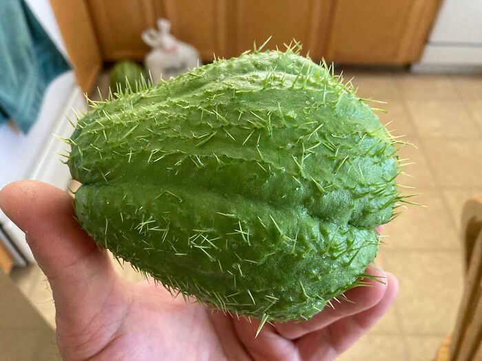 Prickly Chayote Squash. This Was Given To Me By A Vietnamese Friend. They Grow At His Place In Puget Sound Area. He Told Me To Slice Them Thinly And Sauté In Butter