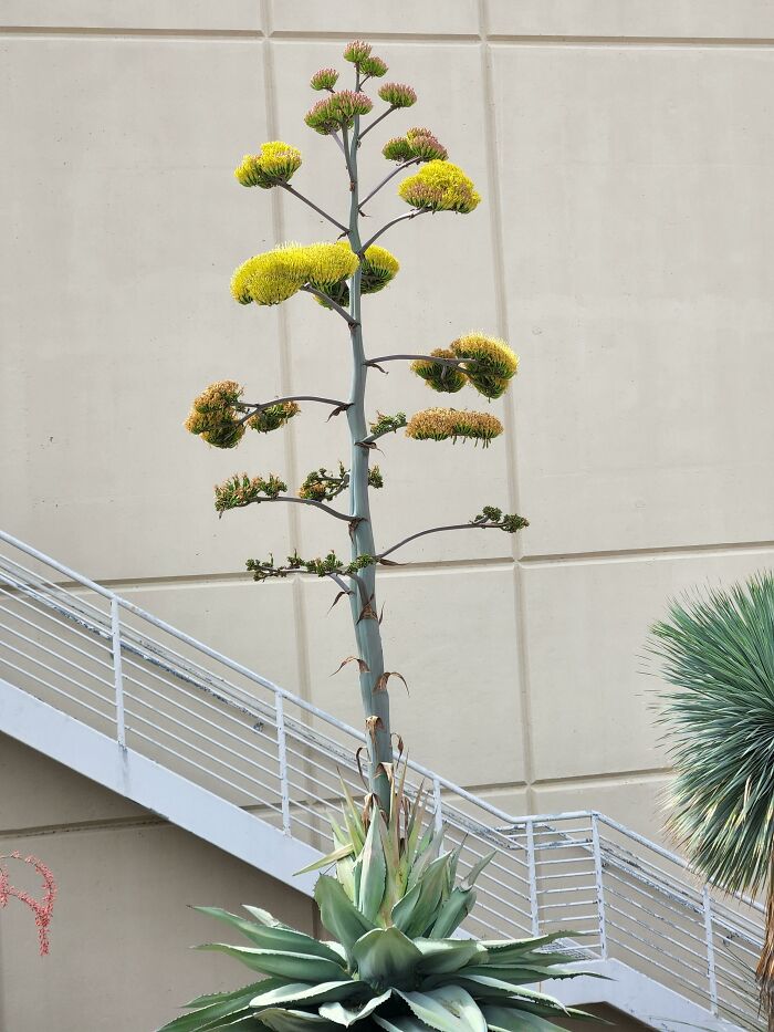 Century Plant Suddenly Bloomed, Looks Like An Alien Cactus Tree