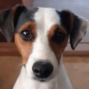 bluechickennz avatar