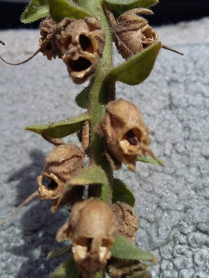 Tiny Skulls Are Left After My Snapdragon Flowers Die