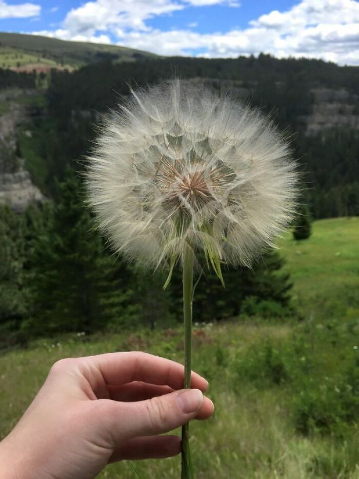 This Giant Dandelion In Montana