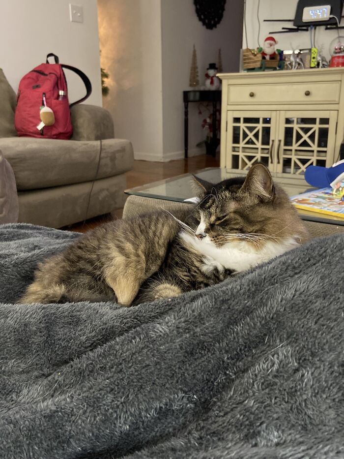 I Found This Guy In My Woods During Christmas (I Live Near A Ton Of Trees) And I Found Out That He Was Abandoned. His Name Is Mr. Kitty :)