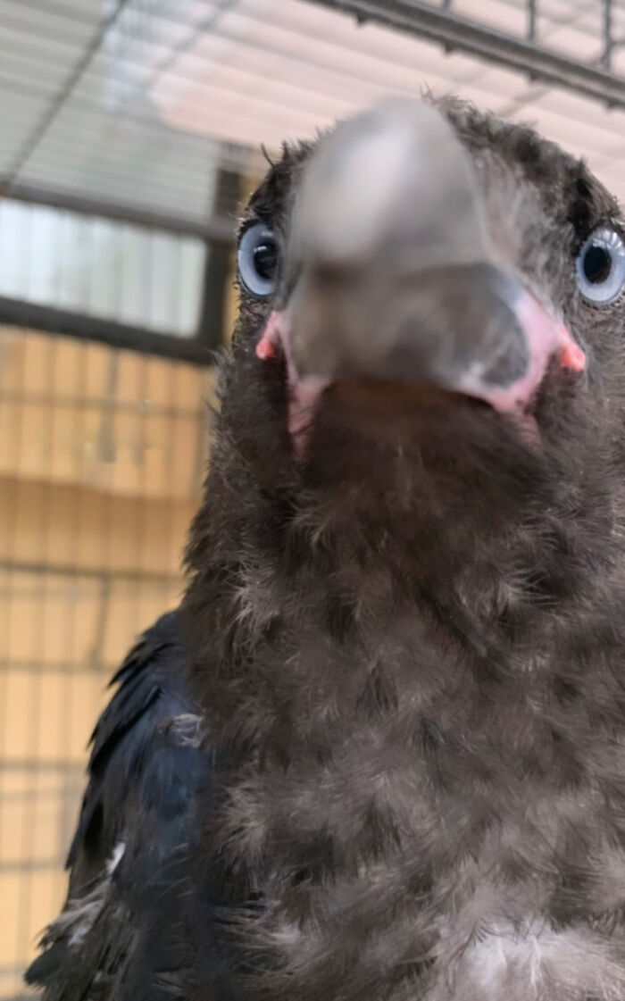Extraordinary Tale Of A Rescued Baby Raven’s Affectionate Mornings With His New Mom Extraordinary Tale Of A Rescued Baby Raven’s Affectionate Mornings With His New Mom