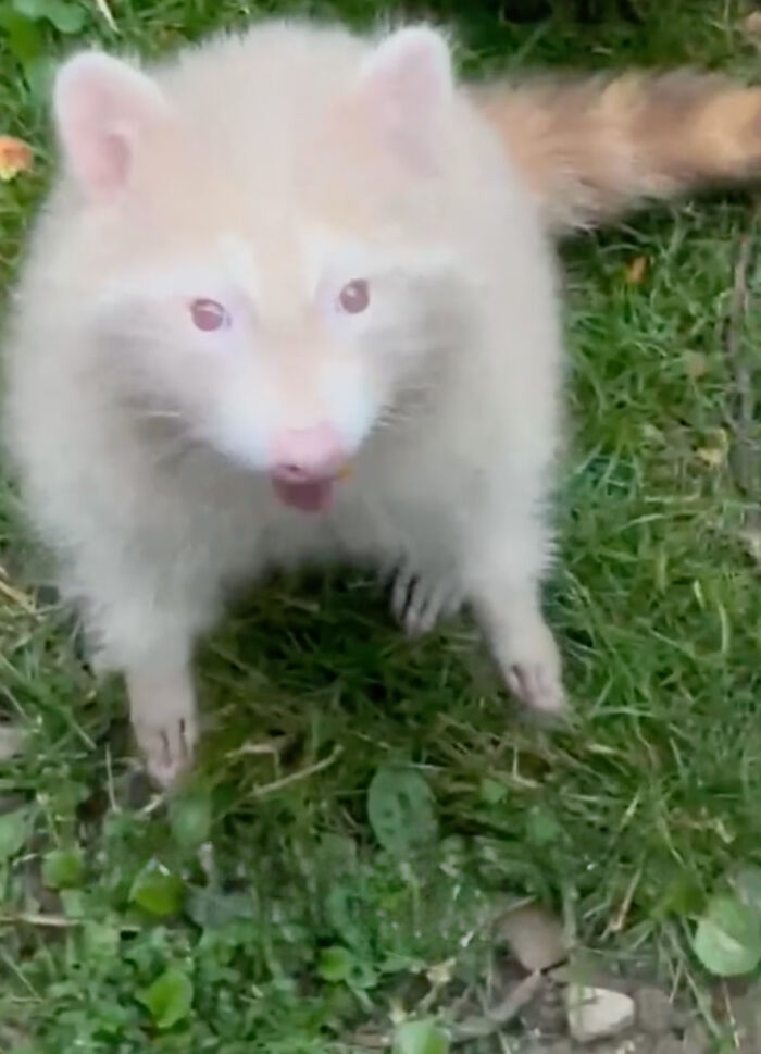 Watch Mama Raccoon Bringing Albino Babies To Her Favorite People