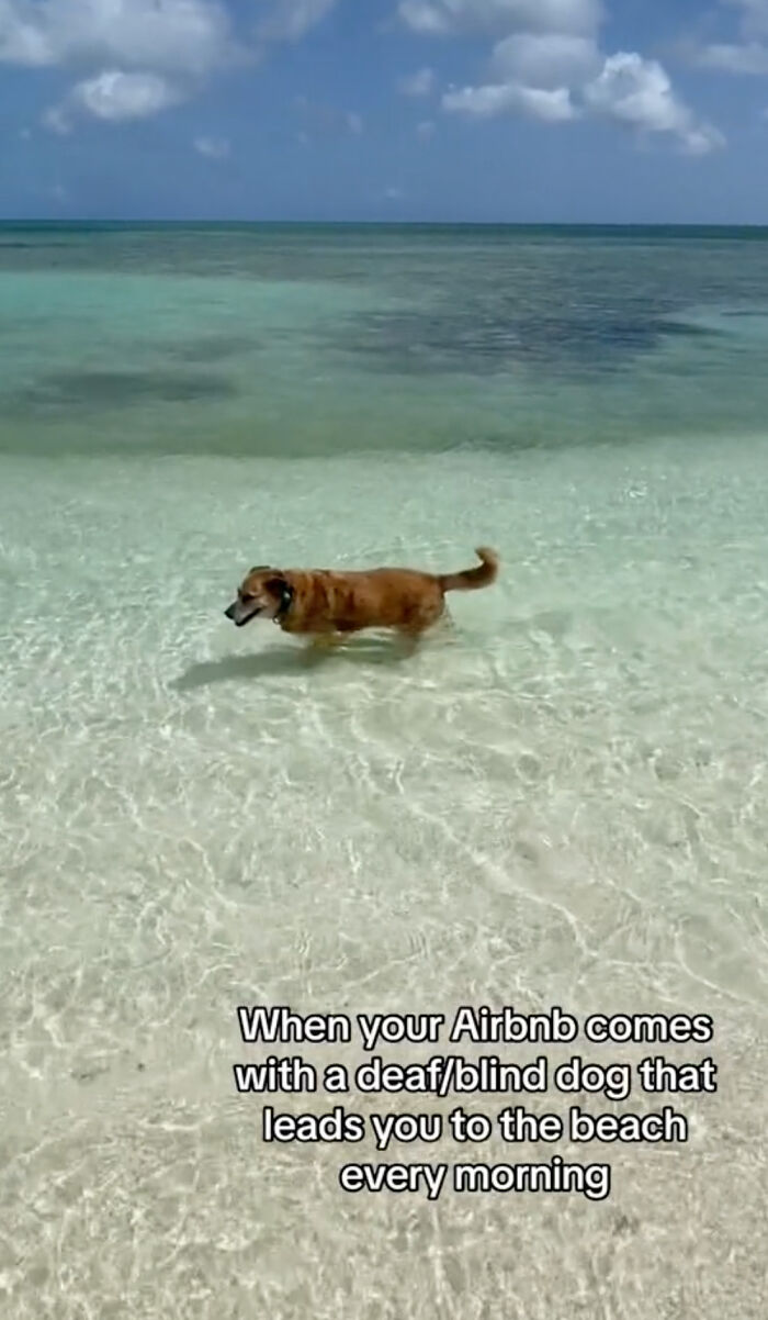 TikToker Gets Airbnb With Adorable Deaf and Blind Dog Who Guides Guests To The Beach TikToker Gets Airbnb With Adorable Deaf and Blind Dog Who Guides Guests To The Beach