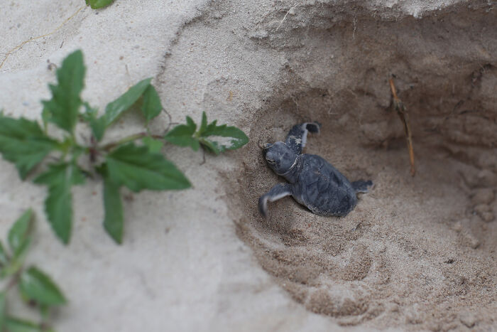 Green Turtles: The Little "Wanderers" In The Middle Of The Ocean
