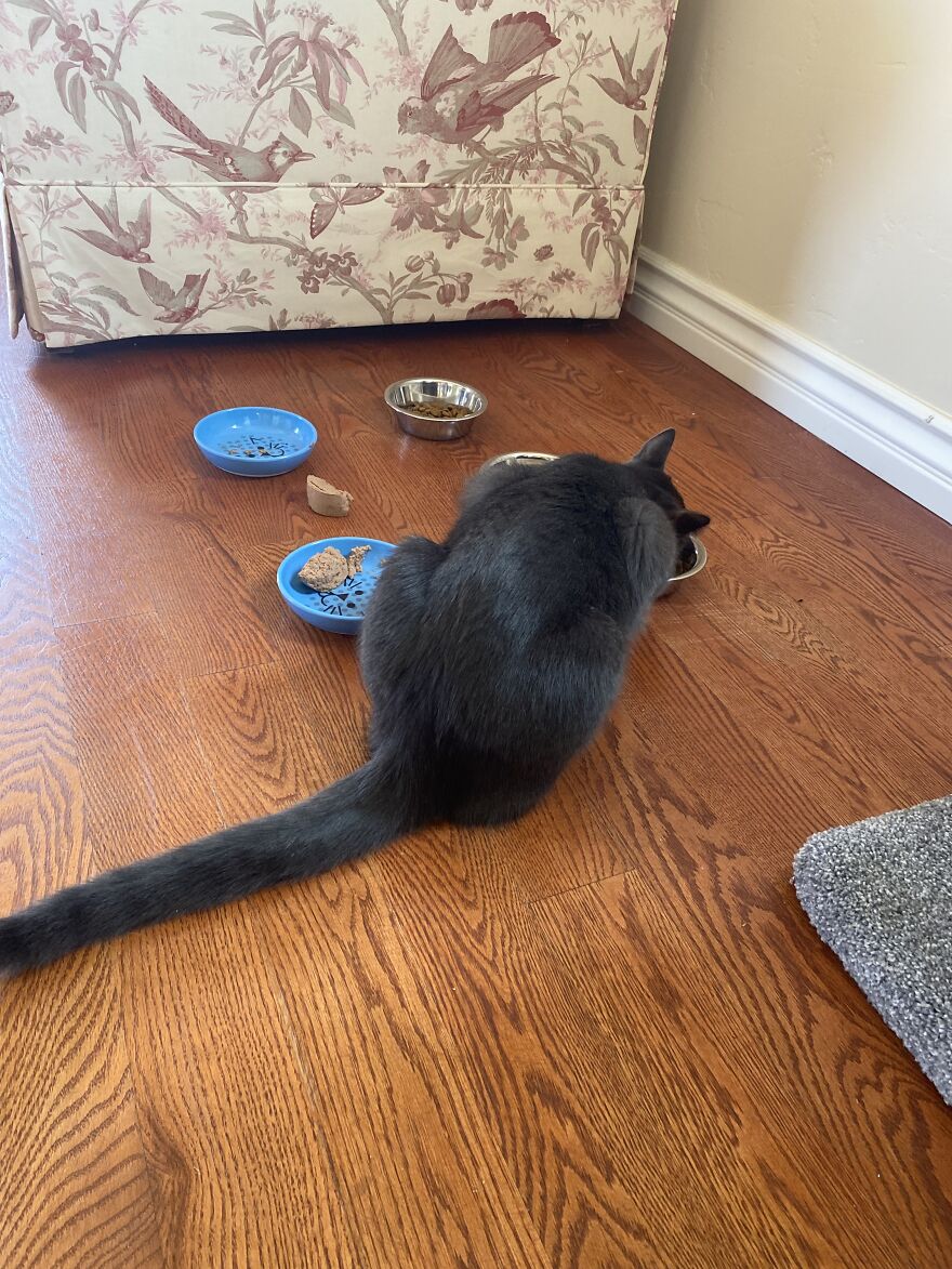 6 Photos Of My Adorable Cats