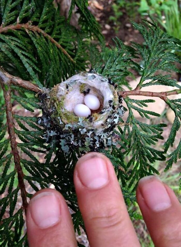 Huevos diminutos de colibrí