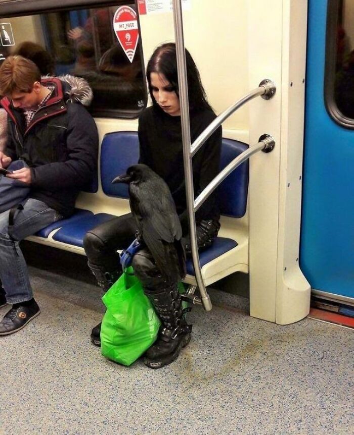 Esta mujer que lleva a su cuervo mascota en el metro