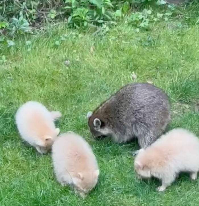 Watch Mama Raccoon Bringing Albino Babies To Her Favorite People Watch Mama Raccoon Bringing Albino Babies To Her Favorite People