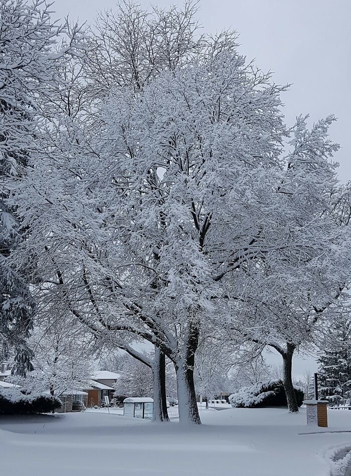 Beautiful Trees After A Snow Storm