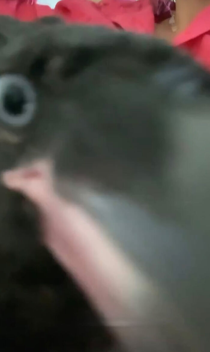 Extraordinary Tale Of A Rescued Baby Raven’s Affectionate Mornings With His New Mom Extraordinary Tale Of A Rescued Baby Raven’s Affectionate Mornings With His New Mom