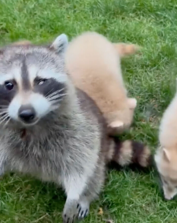 Watch Mama Raccoon Bringing Albino Babies To Her Favorite People Watch Mama Raccoon Bringing Albino Babies To Her Favorite People