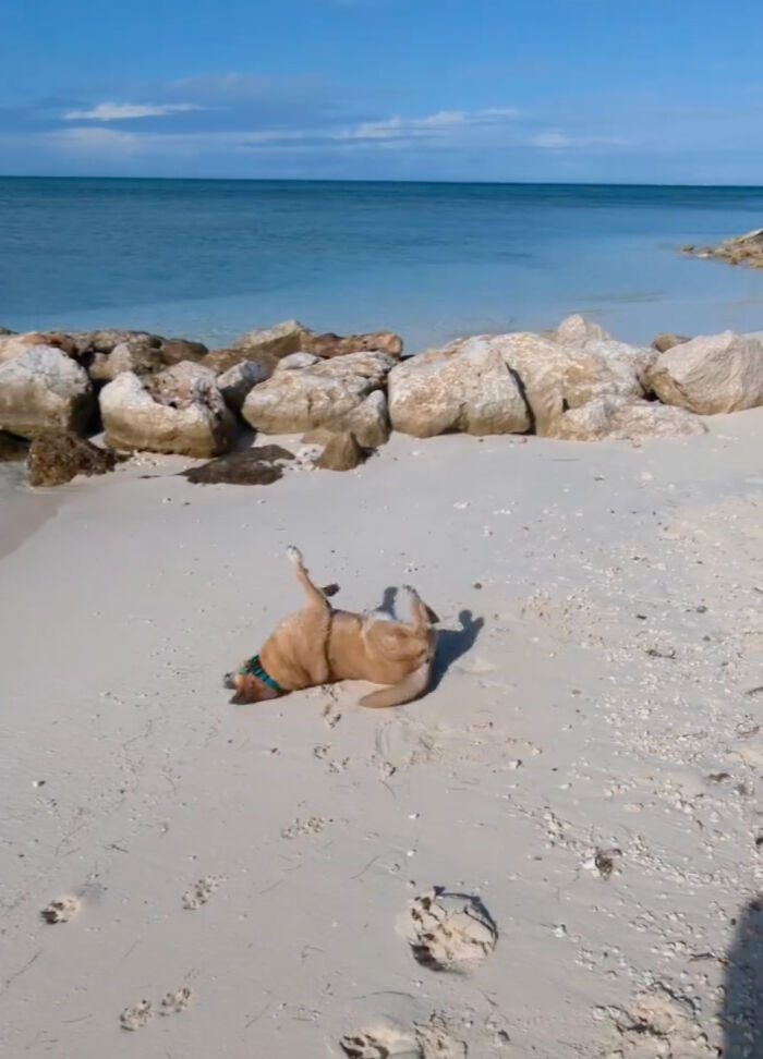 TikToker Gets Airbnb With Adorable Deaf and Blind Dog Who Guides Guests To The Beach
